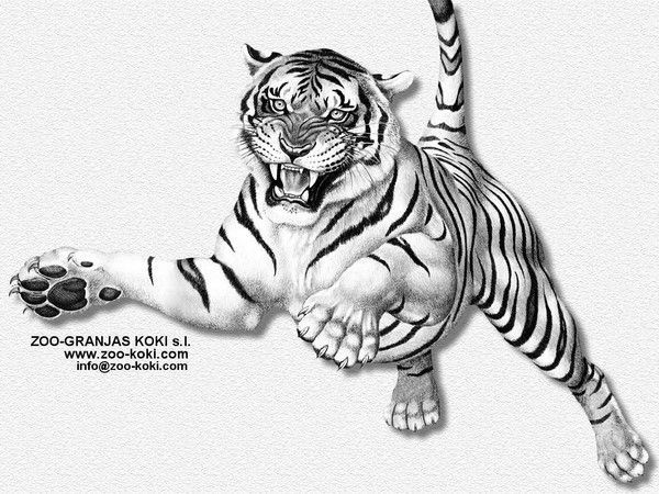 Tigre Blanc - Wow Les Beaux Yeux Bleus Tigre Blanc - Wow les